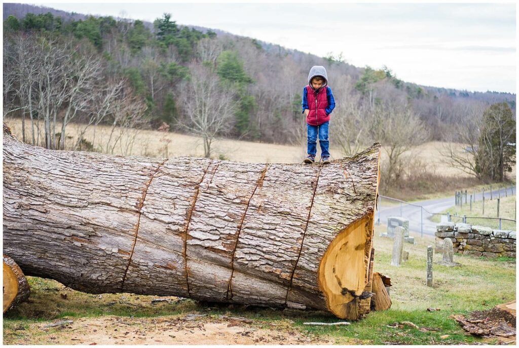 boy standing on cut down oak tree