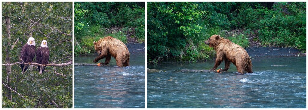 eagles and a bear in Alaska 