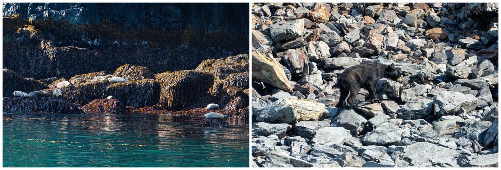 wildlife photos from Kenai Fjords National Park