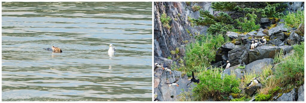 wildlife photos from Kenai Fjords National Park