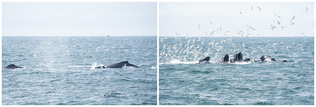 wildlife photos from Kenai Fjords National Park