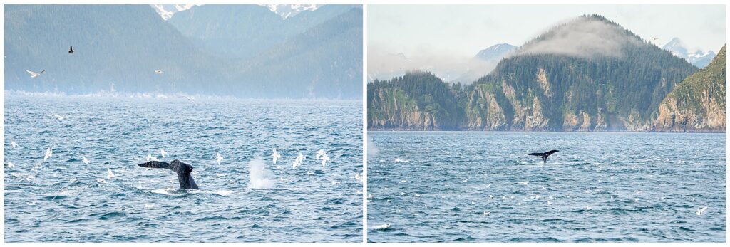 wildlife photos from Kenai Fjords National Park