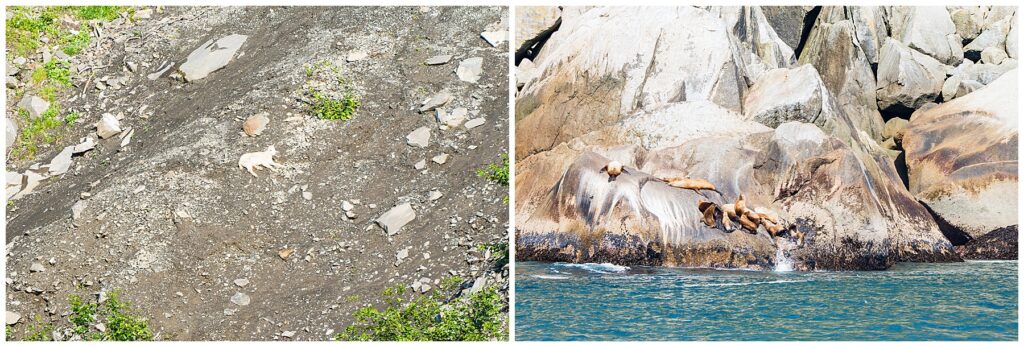 wildlife photos from Kenai Fjords National Park