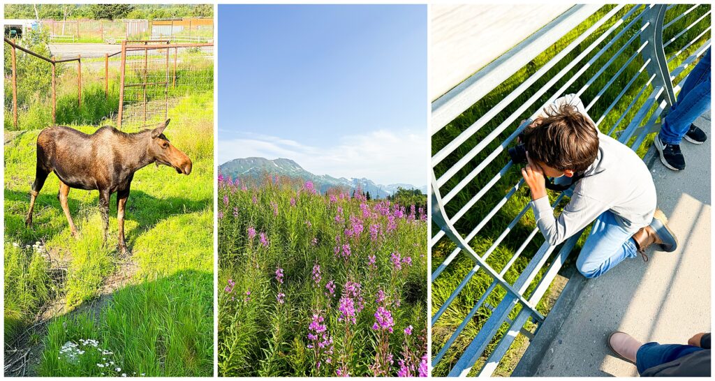 collage of photos from the Alaska Wildlife Conservation Center