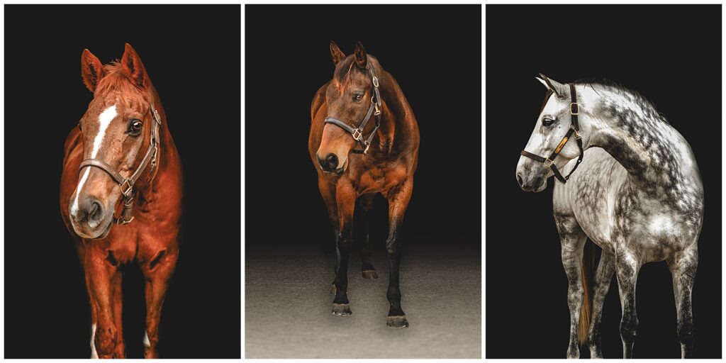 collage of 3 fine art black background horse photos taken in Savannah Georgia by JGP Equine