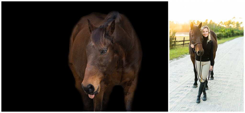 This is another two-panel composition featuring the same brown horse in a studio portrait and an outdoor lifestyle scene. Left panel: A studio-style image of the horse against a pure black background. The horse is facing forward with its head slightly lowered and its tongue just visible, giving a relaxed, almost playful expression. Soft, directional lighting highlights the texture of its coat and the shape of its face and neck. Right panel: An outdoor photograph taken on a sandy farm road at golden hour. A woman stands beside the same horse, holding the reins and smiling at the camera. She is dressed in riding attire (a dark top, light breeches, and tall boots). The background includes a wooden fence, green grass, and trees glowing in warm sunset light, creating a calm, pastoral atmosphere.