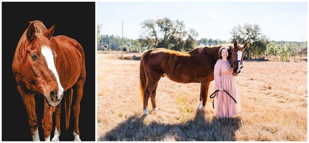 The image is a side-by-side composition featuring the same chestnut horse in two different settings. Left panel: A close, studio-style portrait of the horse against a black background. The horse has a rich reddish-brown coat with a wide white blaze running down its face and white markings on its lower legs. The lighting highlights the texture of its coat and facial features. Right panel: An outdoor scene in a sunlit, dry grassy field. The same horse stands in profile, wearing a halter, next to a smiling woman in a light pink, patterned dress who is holding the lead rope. Trees and open land are visible in the background, giving a warm, rural feel. The sunlight casts long, soft shadows, suggesting late afternoon.